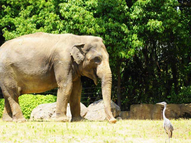 新世界・通天閣・あべのでやりたい5つのこと⑤ 天王寺動物園で動物に癒やされる