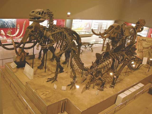 大阪市立自然史博物館