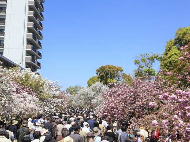 造幣局 桜の通り抜け