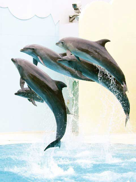 神戸市立須磨海浜水族園