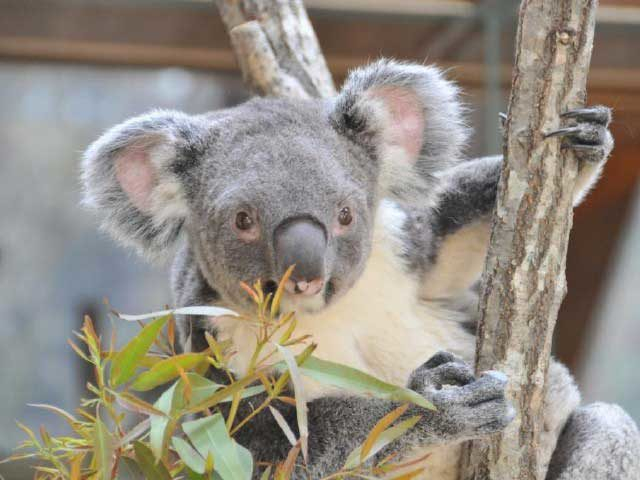 神戸市立王子動物園