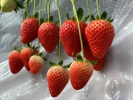 やちよのおすすめお土産