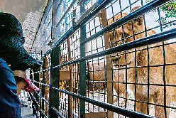 草原に広がる野生の王国「九州自然動物公園アフリカンサファリ」