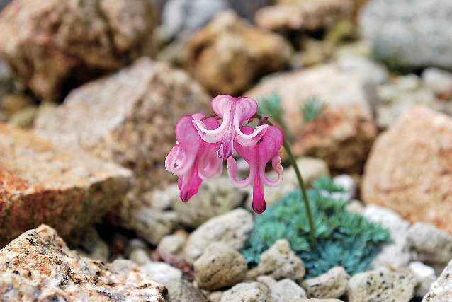 六甲山 おすすめ観光スポット⑥六甲高山植物園