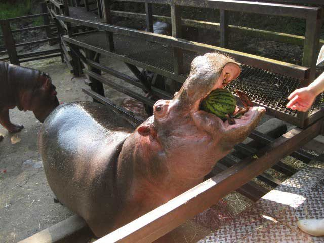 動物と友達になれるワンダーランド