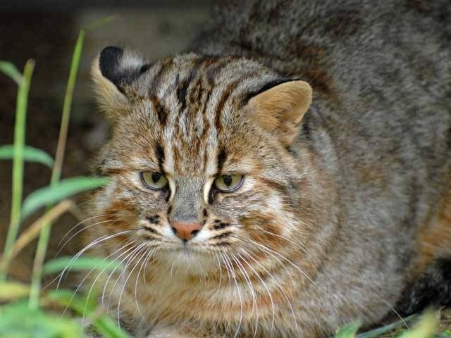 【対馬観光×モデルコース4】ツシマヤマネコについて知る「対馬野生生物保護センター」