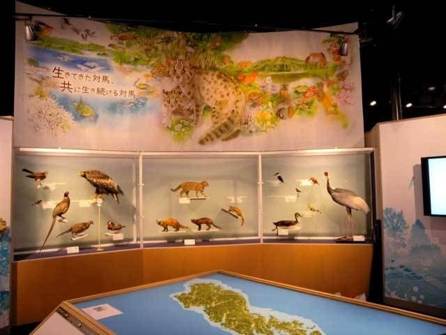 【対馬観光×モデルコース4】ツシマヤマネコについて知る「対馬野生生物保護センター」