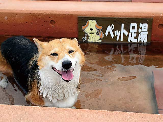 ほっとふっと105