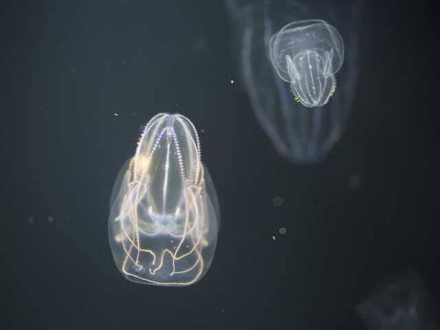 九十九島水族館海きらら