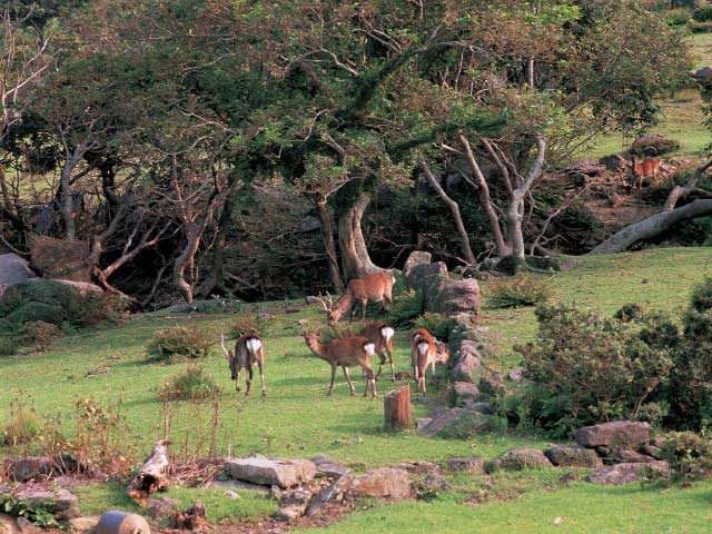 小値賀島の見どころ 野首集落跡