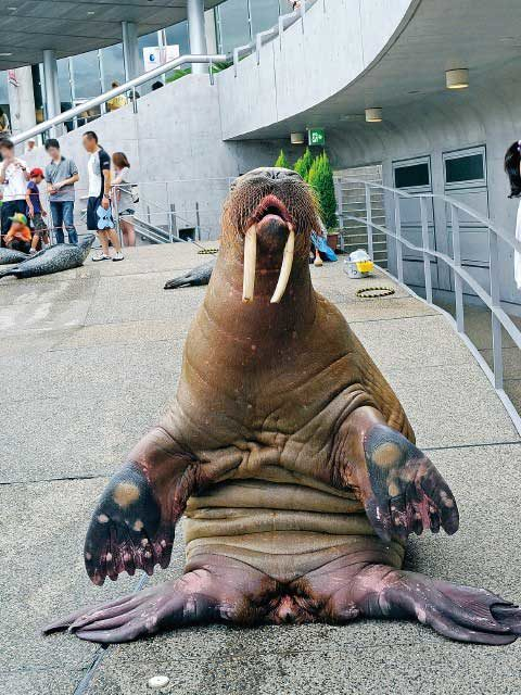 ココでしたいこと! セイウチとのふれあいタイム