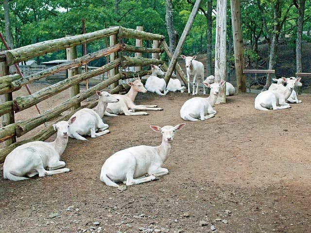 くじゅう自然動物園