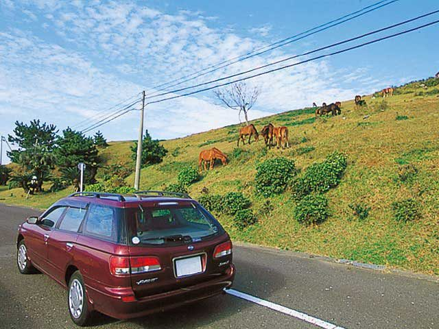 【日南海岸ドライブ】都井岬
