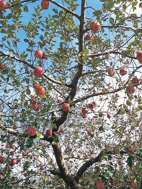 生駒高原りんご園