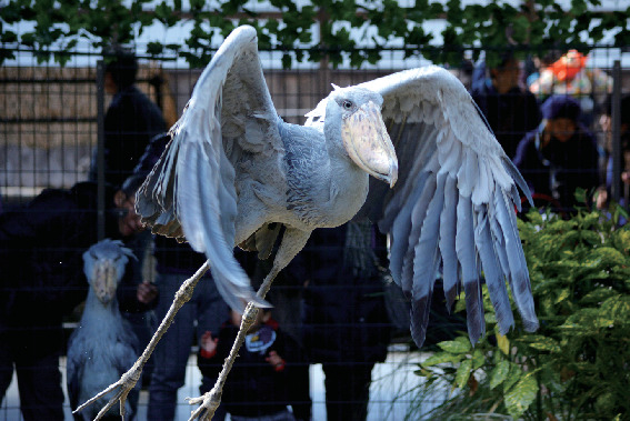 神戸どうぶつ王国