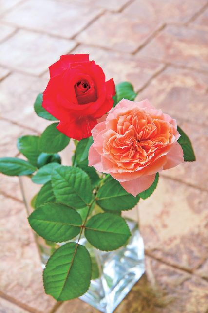 【大隅半島×ドライブ立ち寄りスポット】かのやばら園