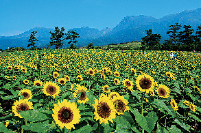 【くじゅう×ドライブ】くじゅう花公園