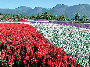 【くじゅう×ドライブ】くじゅう花公園