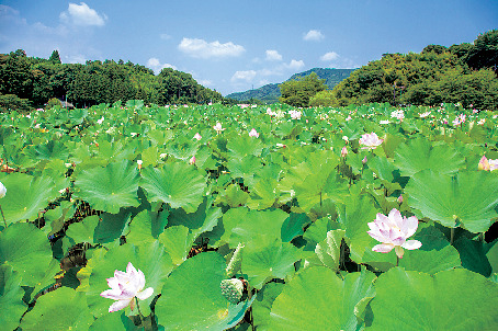 【臼杵で石仏群&城下町めぐり】国宝臼杵石仏