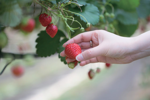 農マル園芸吉備路農園