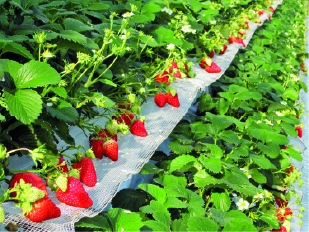 千葉の人気道の駅ランキング20位 道の駅 水の郷さわら
