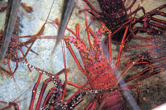 【大分の海鮮×海鮮丼】塩湯