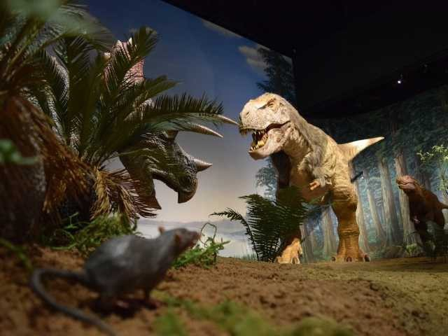 大人も子供も楽しめる自然豊かなミュージアム「ミュージアムパーク茨城県自然博物館」