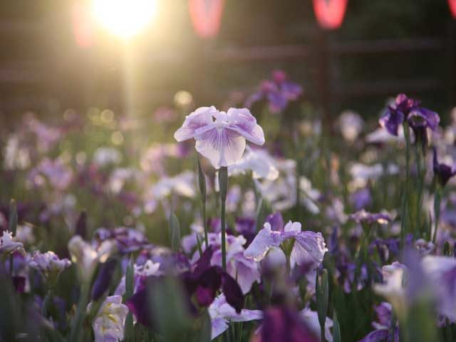 水郷潮来あやめまつりナビ② アヤメ(ハナショウブ)メモ