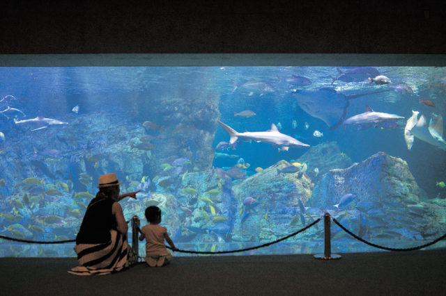 大回遊水槽(マーメイドホール)