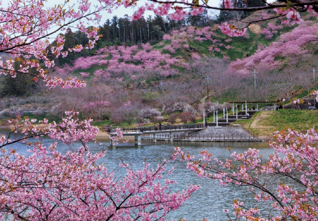 【千葉・鋸山周辺×観光】頼朝桜が咲き誇る桜の名所「佐久間ダム湖親水公園」