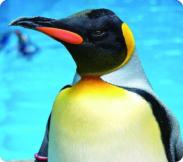 キングペンギン