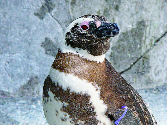 マゼランペンギン