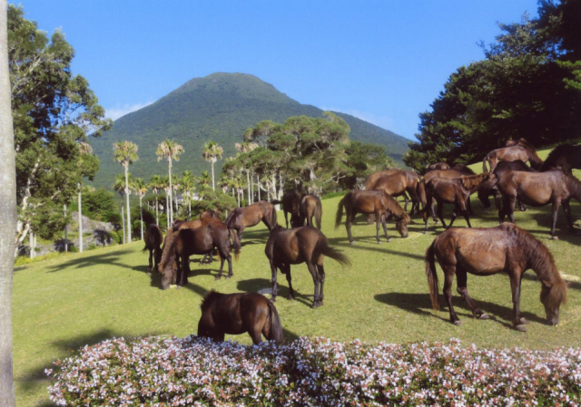 開聞山麓自然公園