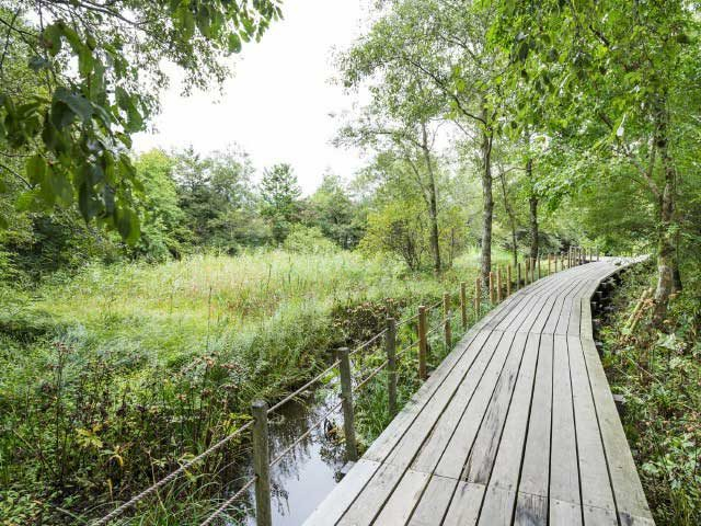 箱根湿生花園