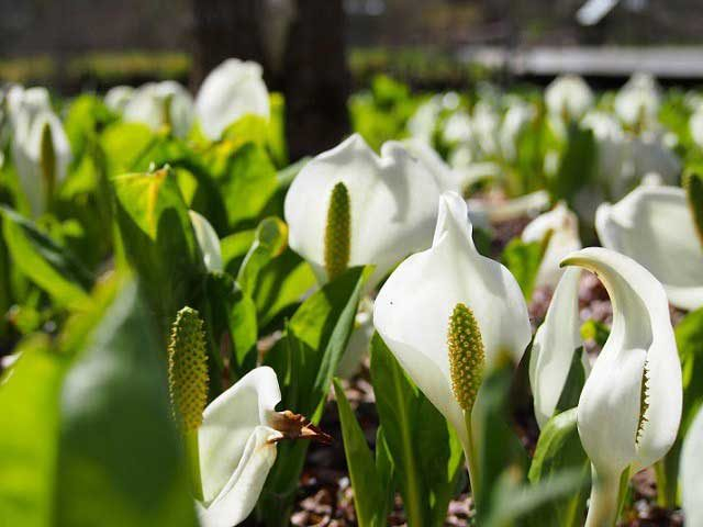 【仙石原×観光】箱根湿生花園