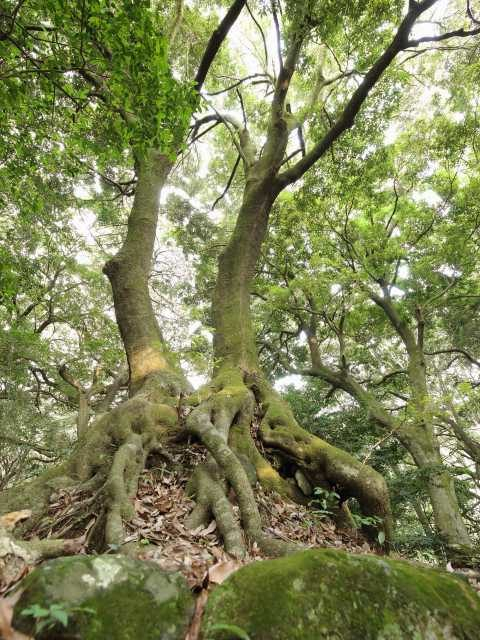 箱根湯本の半日観光【1】早雲公園
