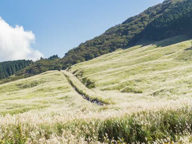 仙石原のススキ草原