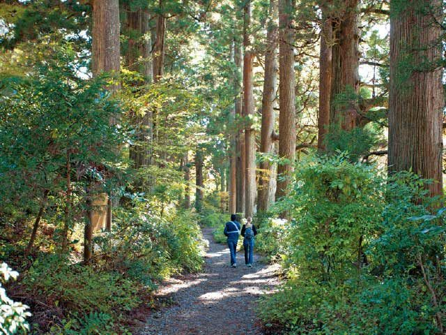 【芦ノ湖×観光】旧街道杉並木