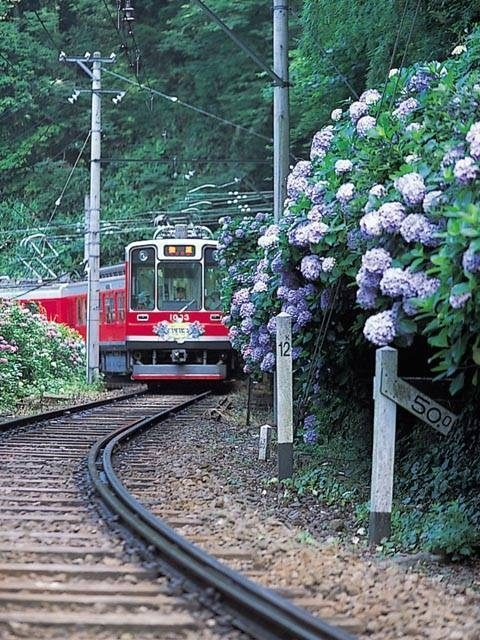 箱根登山電車のあじさい電車