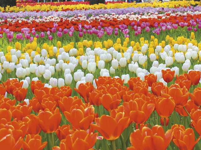 よこはま花と緑のスプリングフェア