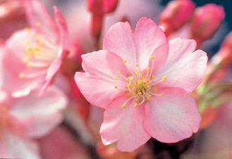 河津桜まつり 開催時期と開花目安情報