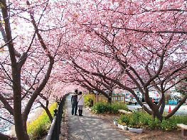 河津桜まつりのベストスポットはここ!