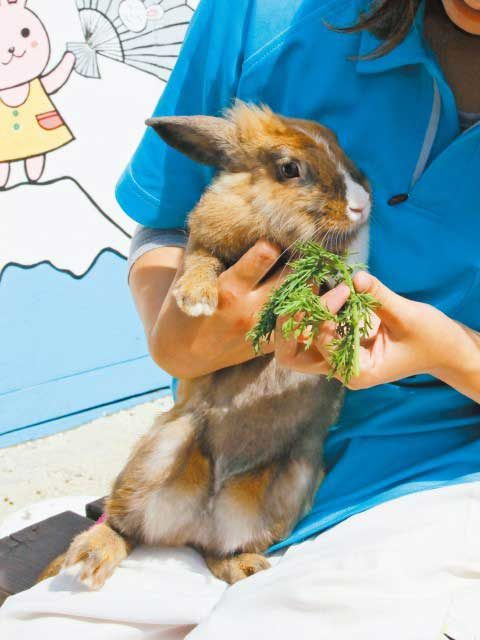 うさぎとふれあおう