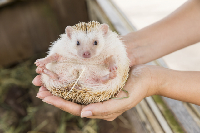 伊豆アニマルキングダムの癒し系動物をご紹介