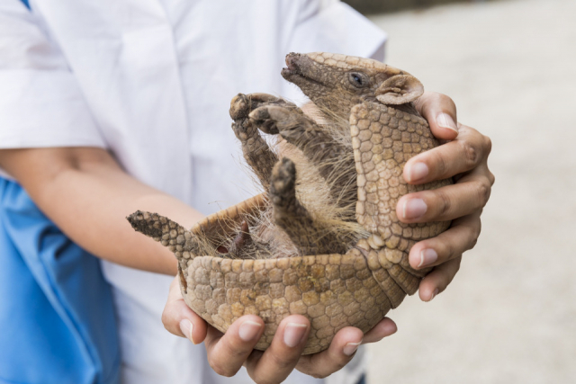 伊豆アニマルキングダムの癒し系動物をご紹介