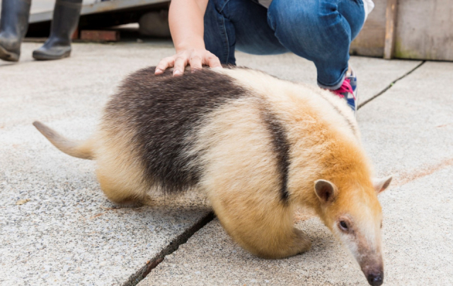 伊豆アニマルキングダムは360°の大迫力が楽しめる!