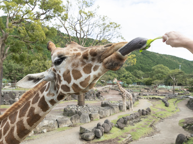 伊豆アニマルキングダムは360°の大迫力が楽しめる!