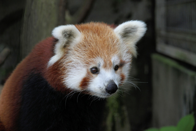 【伊豆×ドライブ】熱川バナナワニ園