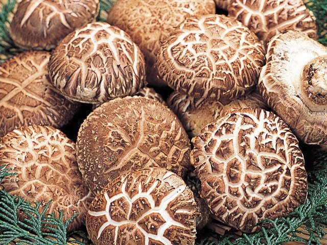 修善寺しいたけの里