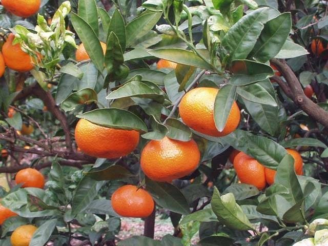 収穫体験農園ふたつぼり